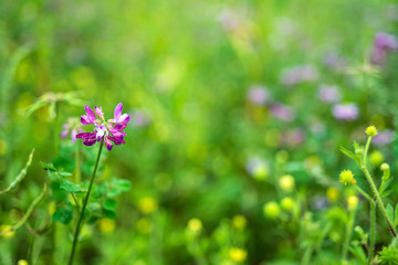 Ziyun Ying/Purple flowers/Hazy dreamy flower background