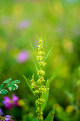 Acid mold/Hazy dreamy flower background