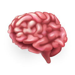 Human Brain. Illustration isolated on white background. Graphic concept for your design