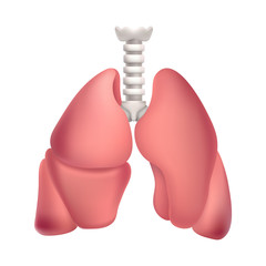 Human lungs. Illustration isolated on white background. Graphic concept for your design