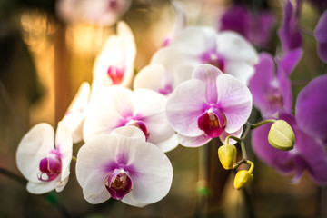 Beautiful orchid in the garden