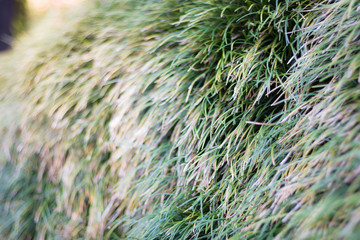 Green grass on the floor, grass background