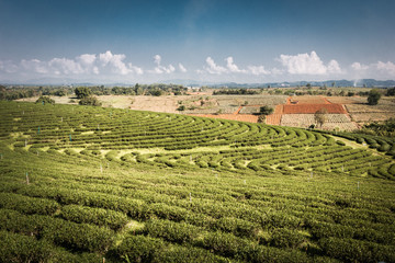 Green tea farm on the mountain.