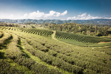 Fototapeta na wymiar Green tea farm on the mountain.