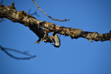 White-breasted Nuthatch on Branch