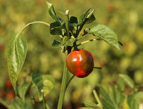 Almost ripe sweet piquant&eacute; pepper growing in a field.