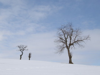 Winterlich verschneites Feld mit kahlen Bäumen