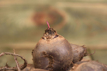 New beet sprout close up. Rustic style.