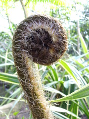 Nahaufnahme eines frischen Farntriebs