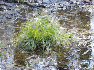 Grasbüschel im Bach