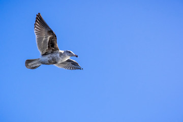 Flying seagull on a blue sky background; copy space on the right