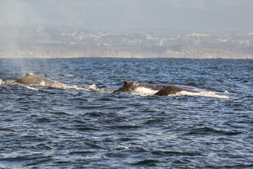 Fototapeta premium A group of humpback whales swimming in the waters of Monterey bay, California