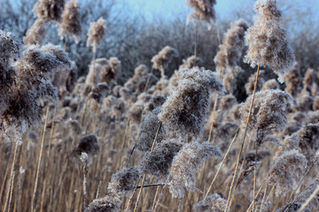 frost-covered reeds