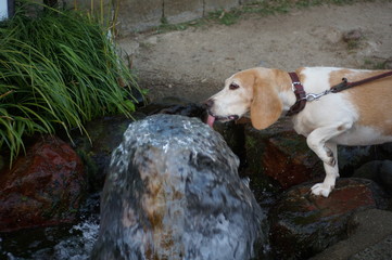 湧水を飲む犬