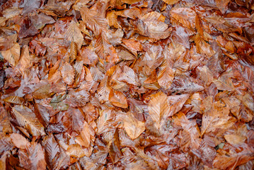 autumn leaves in the rain