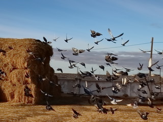 flight of pigeons