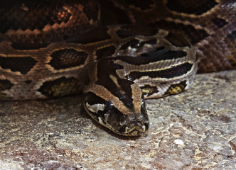 Obraz premium Closeup Green Burmese Python Coiled on The Ground