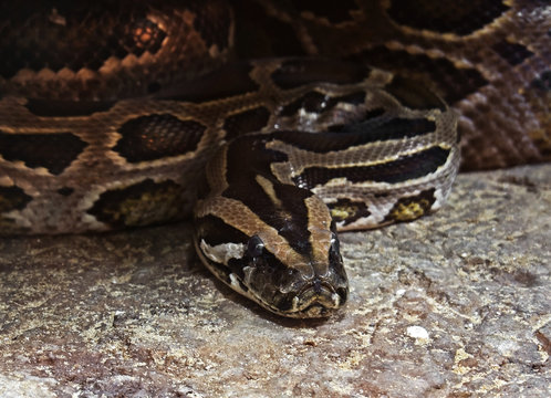 Closeup Green Burmese Python Coiled on The Ground