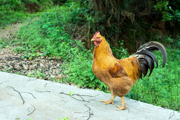 a pheasant