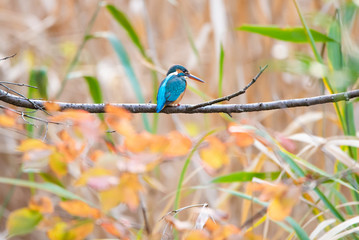 Kingfisher perches on a twig before autumn colored leaves by a pond in autumn.