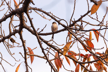 Long tailed tit perches on a twig of tree with red autumn leaves.