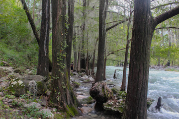 bosque en verano 