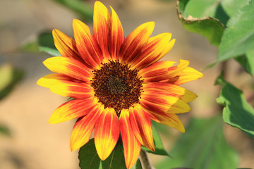 Closed Up Blooming Orange and Yellow Sunflower in the Sunlight 