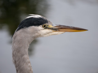 Grey Heron portrait head and face closeup, overlooking a lake.