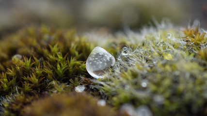 Melting ice on moss after hail storm. Close up / macro