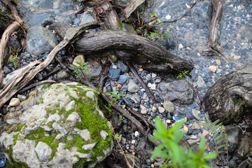raices a en la orilla de un rio 