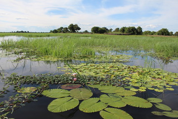 Water lilies floating on the Okavango River, Botswana.