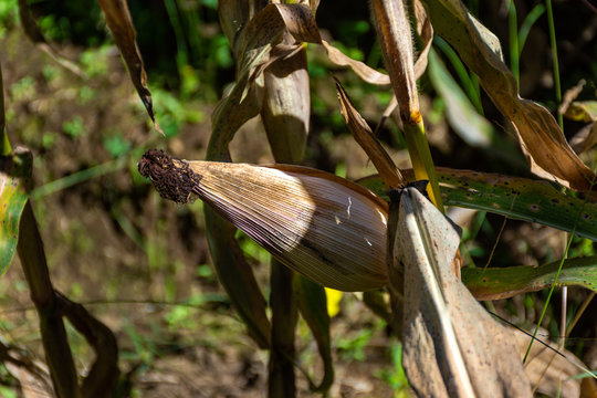 masorca