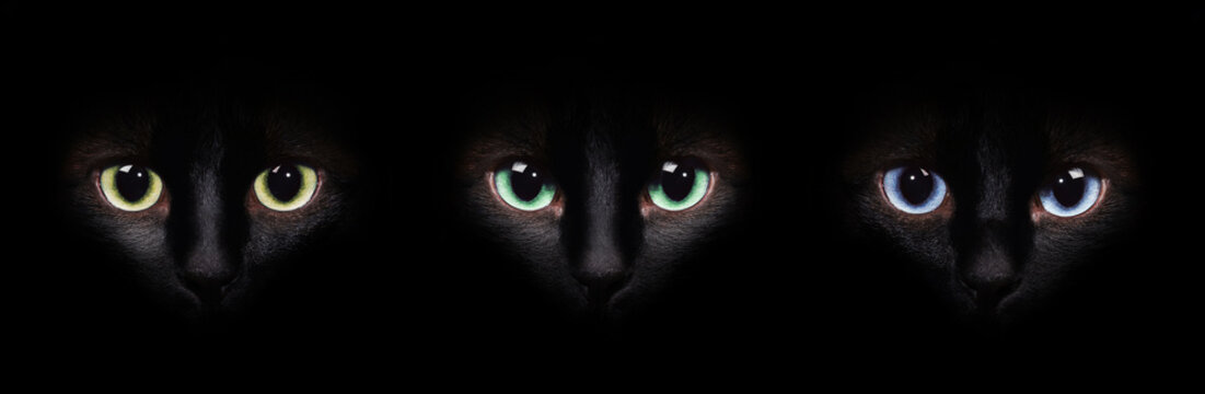 Eyes of the siamese cat in the darkness. Different eyes collage.