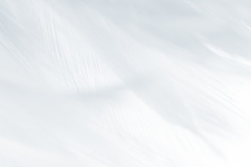 Beautiful white gray colors tone feather texture background