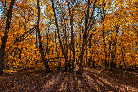 Colorful autumn forest landscape