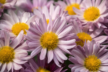 Fototapeta premium Chrysanthemum of the autumn flower bed
