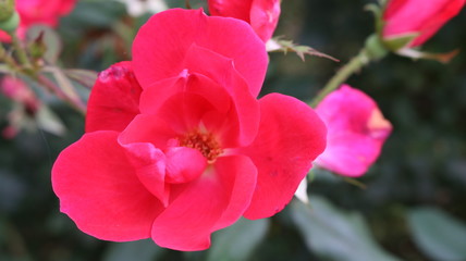 red flowers in the garden
