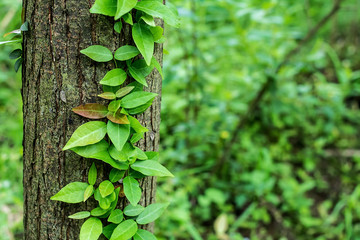 Beautiful vine plant vine