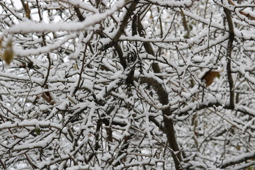 branches in snow
