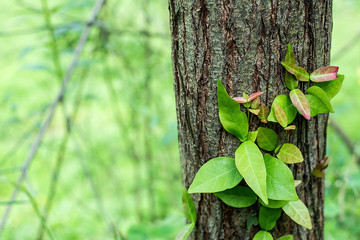 Beautiful vine plant vine