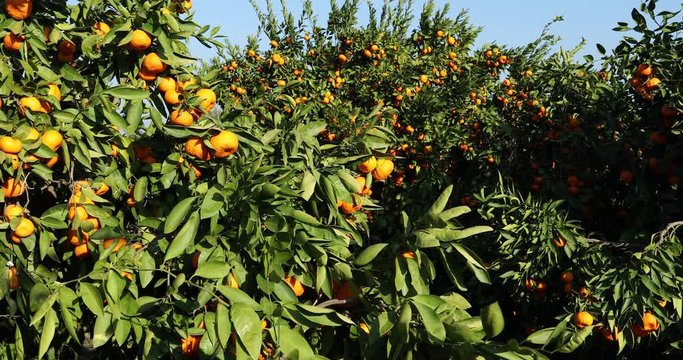 Mandarin trees with fruits on plantation