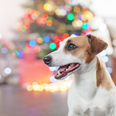 Dog near christmas tree