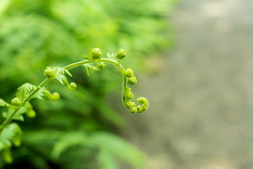 Young leaves of fern