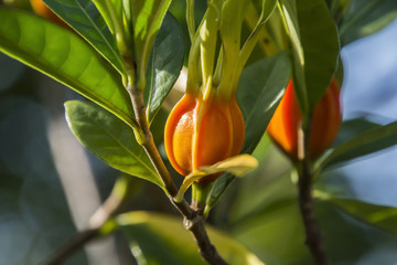 Gardenia Fruit