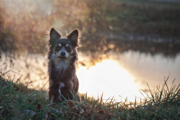 Hund chihuahua zwergpinscher am flussufer see bei sonnenuntergang im herbst winter
