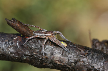 A rare Raft Spider (Dolomedes fimbrata) eating a Caterpillar in the highlands of Scotland.	