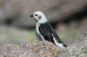 A male Snow Bunting (Plectrophenax nivalis) in summer plumage perching on a rock, high in the Scottish mountains.	