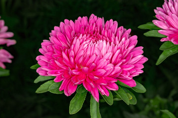 Fototapeta premium Astra on a flower bed on a dark background.