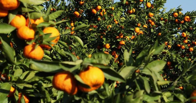 Tangerine trees plantations 10
