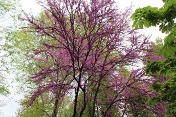 VILLE DE TURIN - TORINO - ITALIE